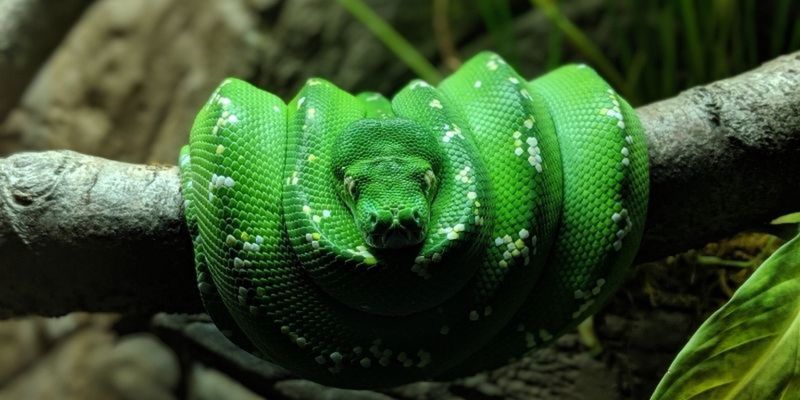 The Study of Reptiles | Animal Care Courses | learndirect